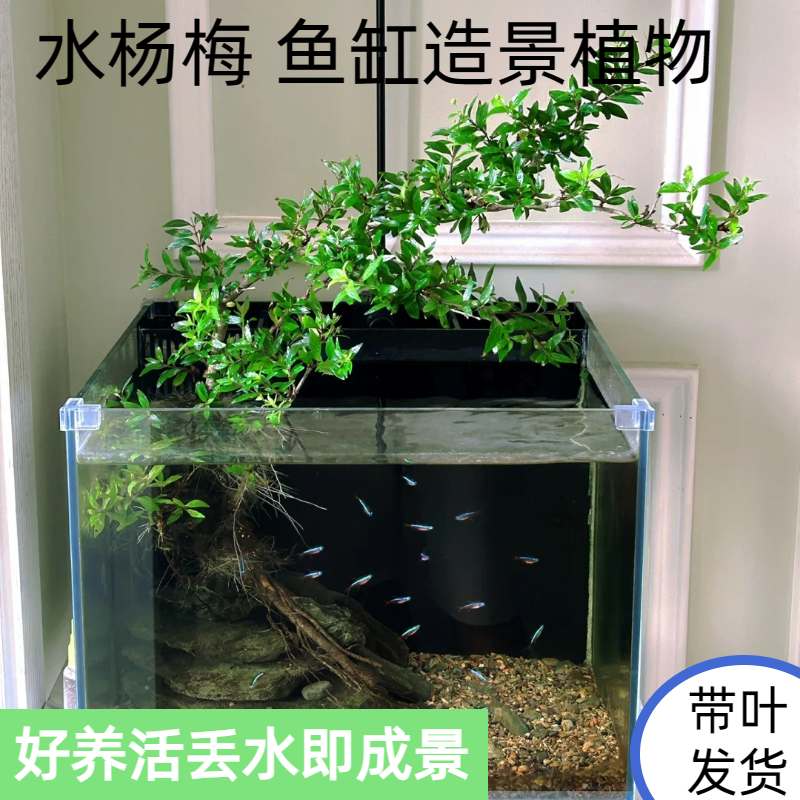 水杨梅水生植物净图绿植盆景