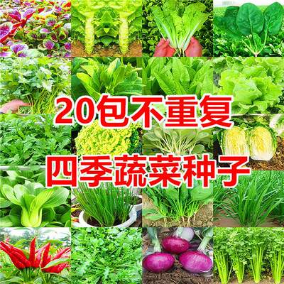 20重复四季蔬菜种子阳台盆栽