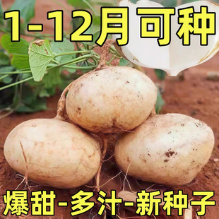 甜脆水果凉薯种籽特甜脆多汁地瓜种子沙葛凉瓜土瓜种农家蔬菜种孑