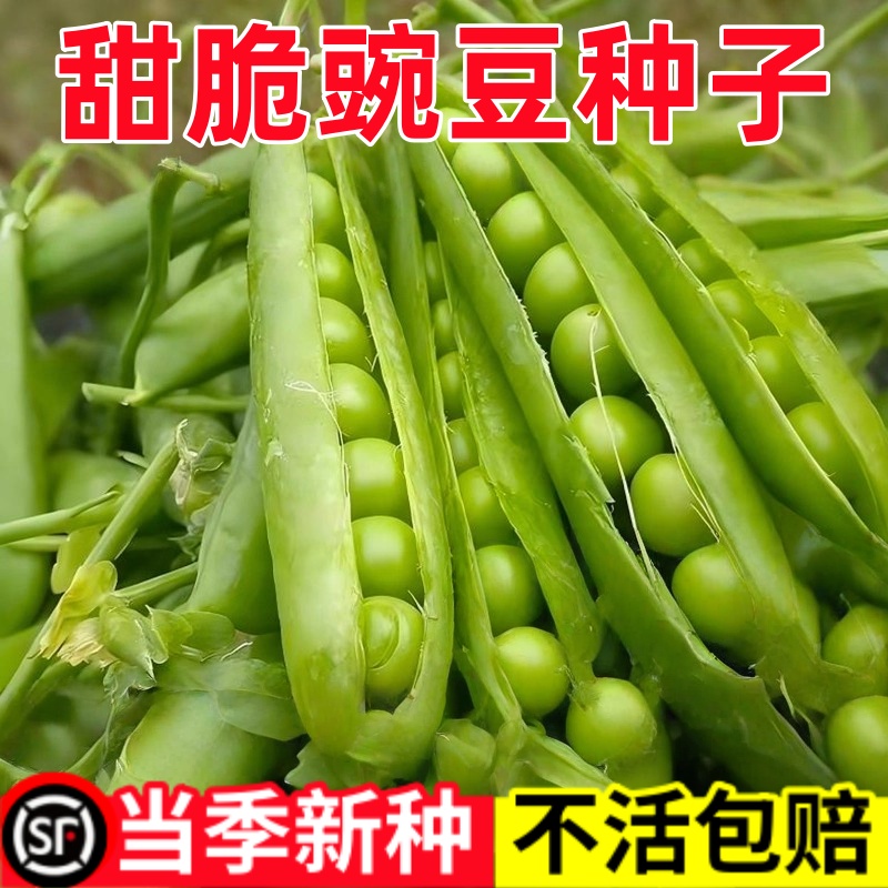 豌豆种子脆甜无须豌豆尖种子水果碗豆9号矮杆耐寒秋冬季蔬菜种子