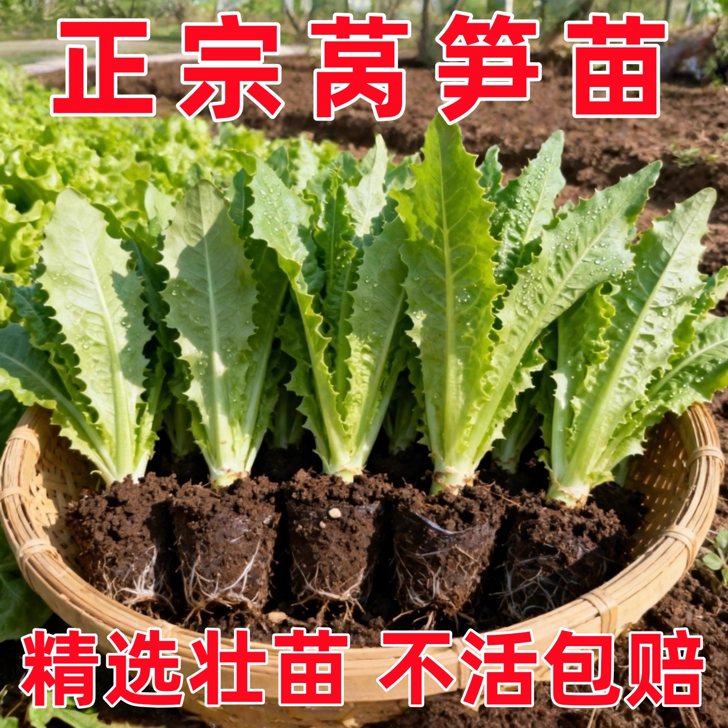 寿光莴笋苗秋冬耐寒香莴苣秧苗红皮莴笋老品种苗带土四季种植蔬菜