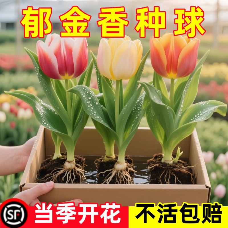 郁金香成品苗花苗带花苞郁净香种球室内外盆栽水培土培花卉鲜花苗