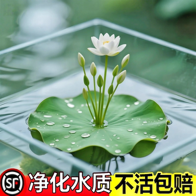 一叶莲无土水生水培植物水生水养鱼盆池碗莲盆栽莲花水养池塘水生
