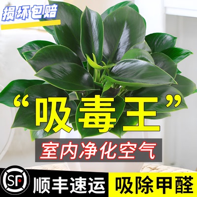 金钻盆栽净图室内植物花卉