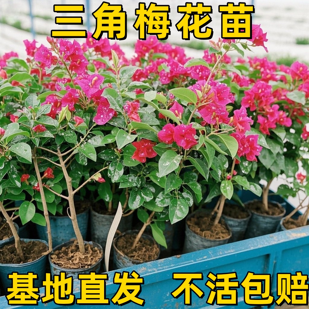 重瓣红三角梅盆栽带花三角梅苗勤花品种爬藤老桩室内花卉植物四季