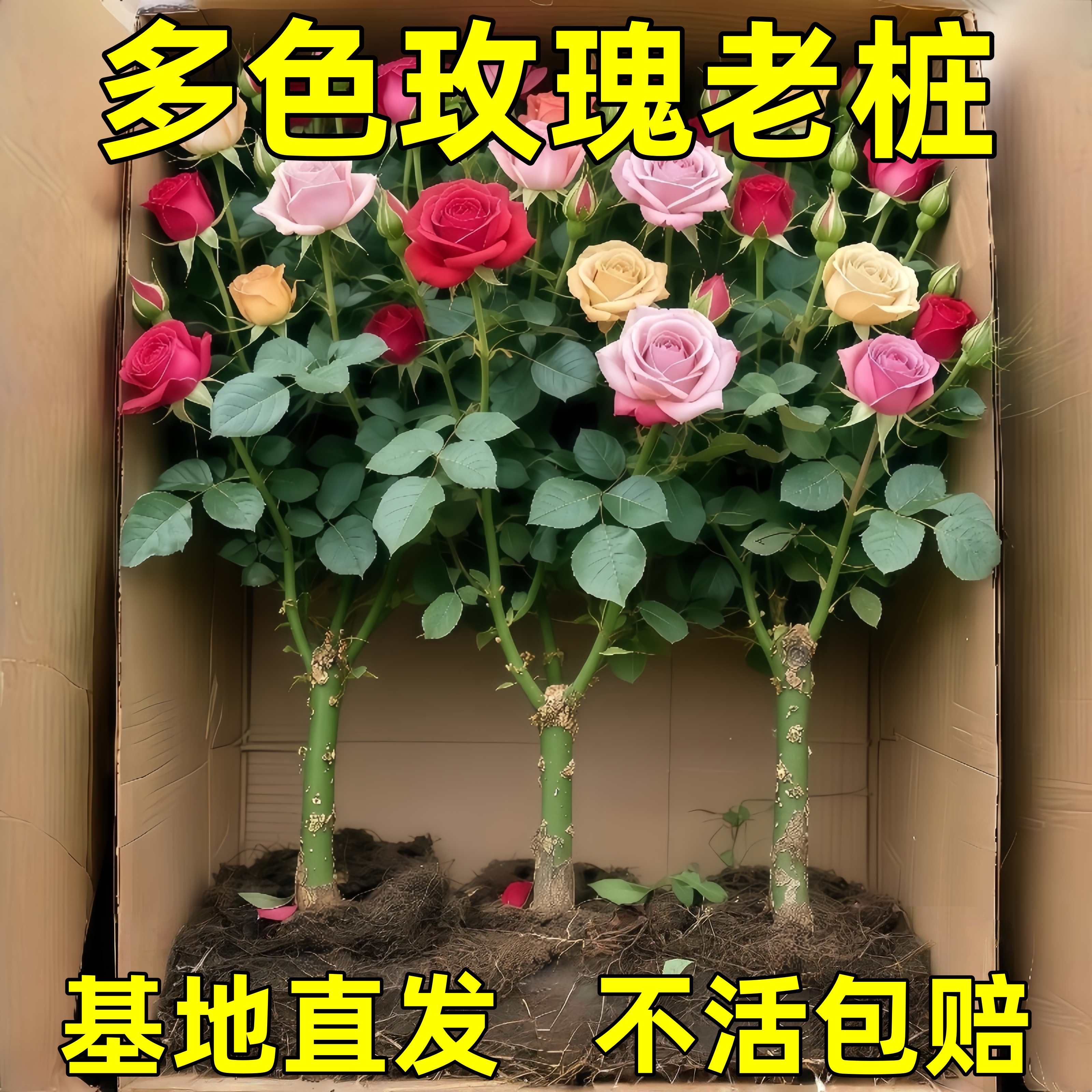 云南玫瑰花老桩花苗切花玫瑰大花浓香四季爆花室内外盆栽地栽月季