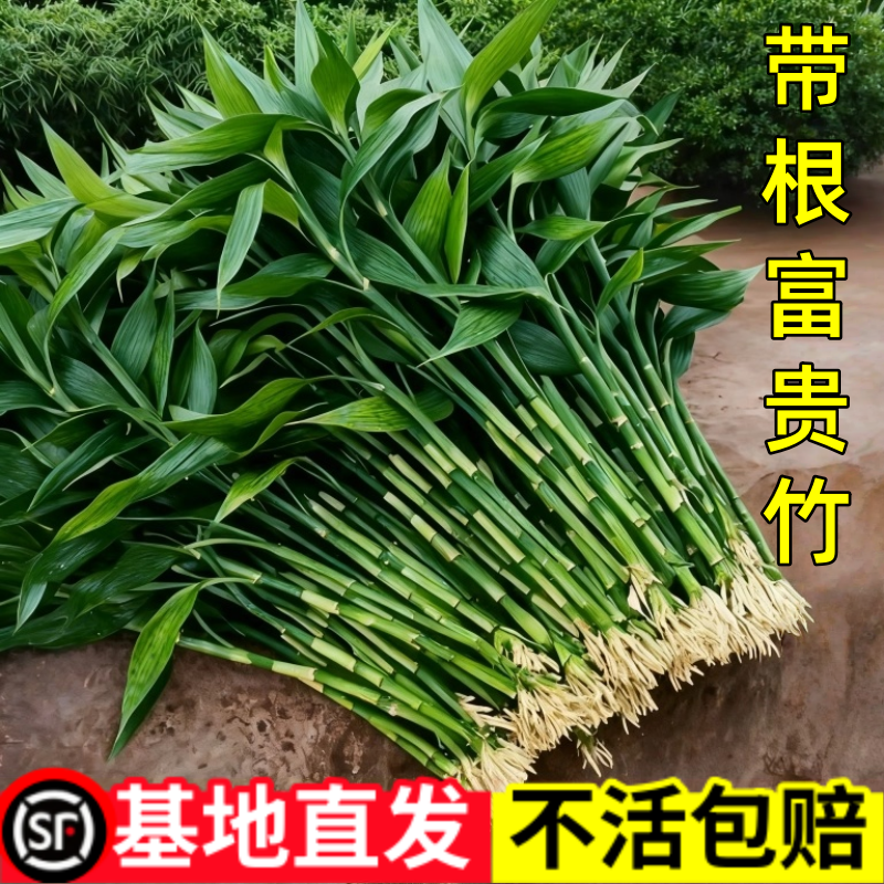富贵竹水培植物绿植室内盆栽客厅招财粗杆带根水养节节高特级竹子