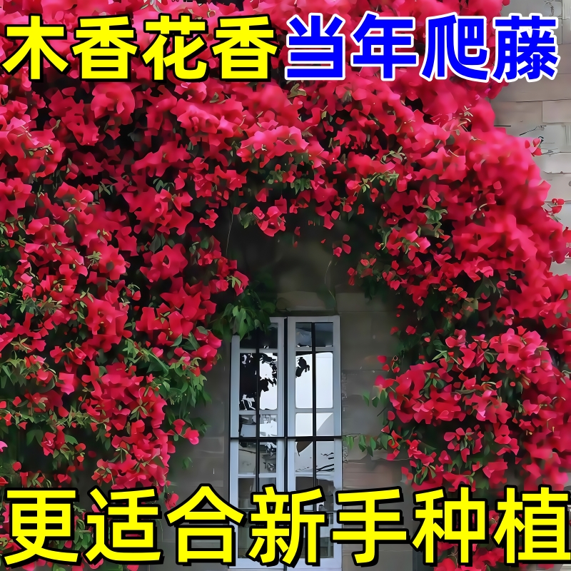 红木香树苗当年开花爬藤禄植物黄木香花大苗庭院耐热蔷薇花卉盆栽