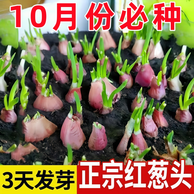 种植专用四川小香葱红葱头带芽盆栽火葱黄葱当年葱苗榨葱油干葱头