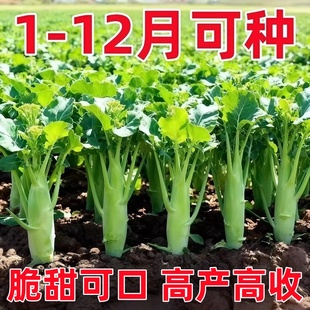 鸡腿芥兰种子四季 蔬菜种子阳台盆栽易种活口感脆爽生长快速高产