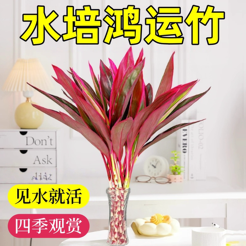 紫竹鸿运当头富贵竹水培植物粗杆带根客厅招财竹子室内好养活花卉