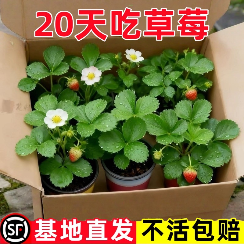 正宗草莓盆栽四季结果盆栽特大号优质红颜妙香脱毒苗阳台庭院果苗