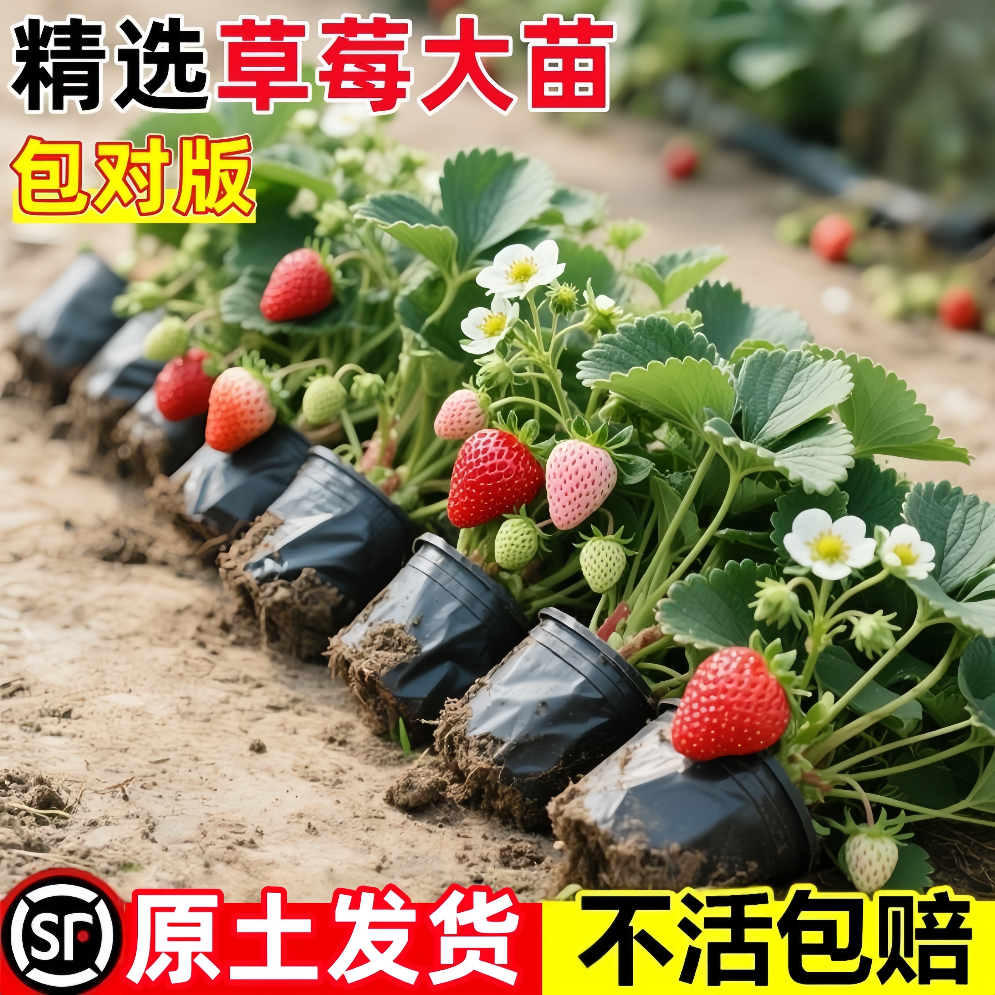 奶油草莓盆栽食用四季丹东红颜