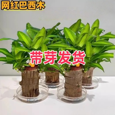 巴西木水养幸运木开花绿植室内盆栽水培植物格鲁特小树人当年带芽