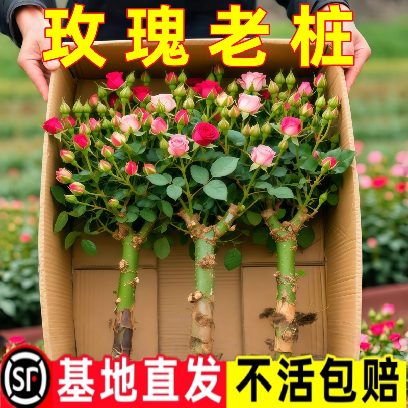 耐寒当年玫瑰花苗老桩3颗6颗红玫瑰老根月季花苗当年开花浓香花卉