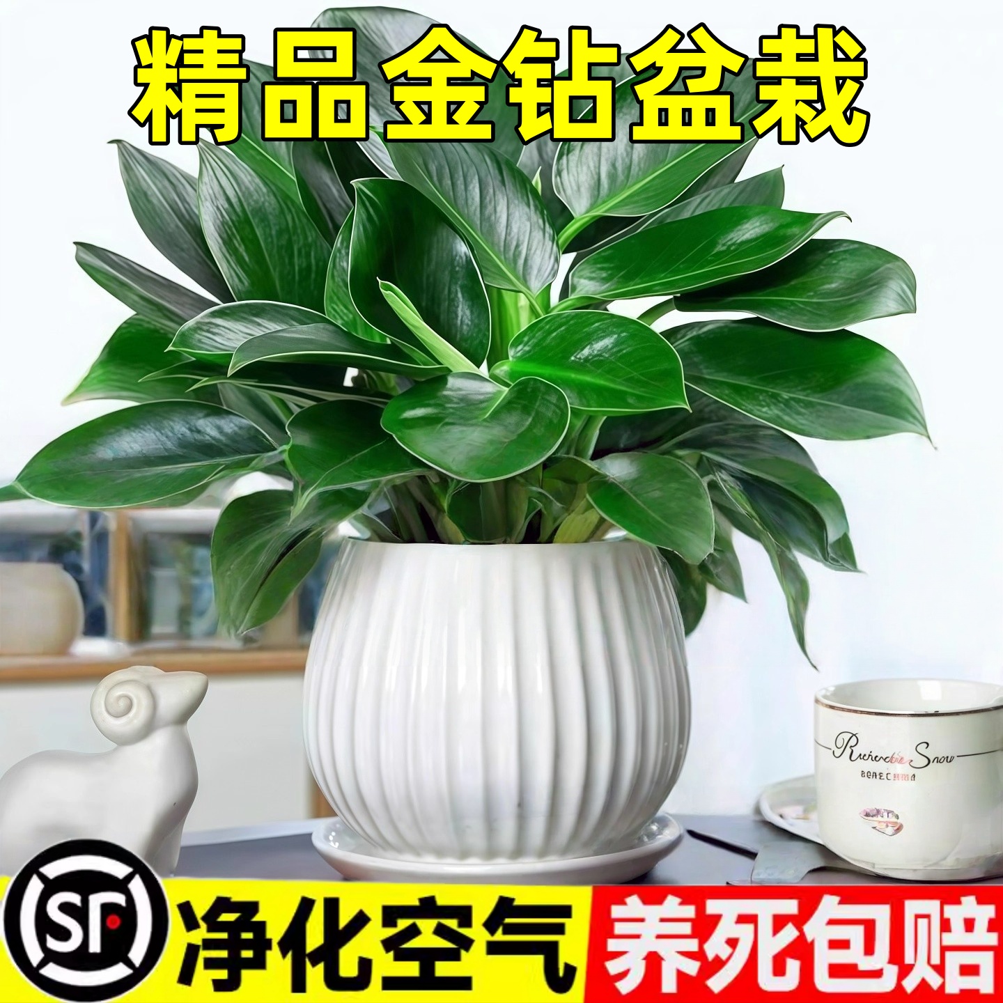 金钻盆栽植物铂金钻绿萝箩水培大叶绿植多肉办公室内懒人好养花卉