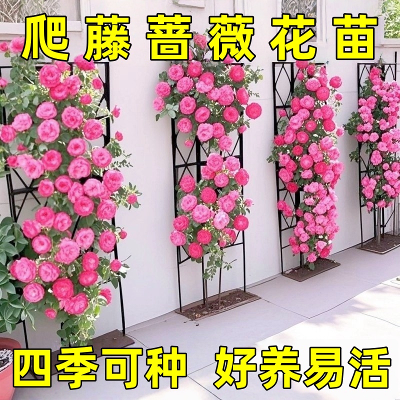 蔷薇花苗藤本月季大花浓香庭院爬藤植物花卉盆栽阳台玫瑰爬墙四季
