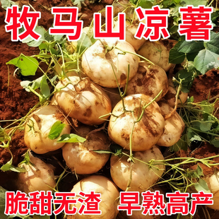 甜脆水果凉薯种籽特甜脆多汁地瓜种子沙葛凉瓜土瓜种农家蔬菜种孑