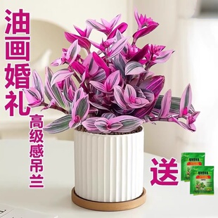 油画婚礼吊兰盆栽胭脂云多肉植物办公室内花卉桌面水培好养绿植