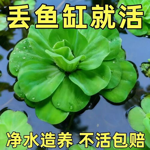 水芙蓉水培植物浮莲水草鱼池净水鱼虾龟缸造景养鱼专用净化水质