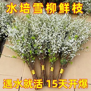雪柳鲜枝干枝支盆栽喷雪插花卉水培植物室内好养绿植枯木逢春龙柳