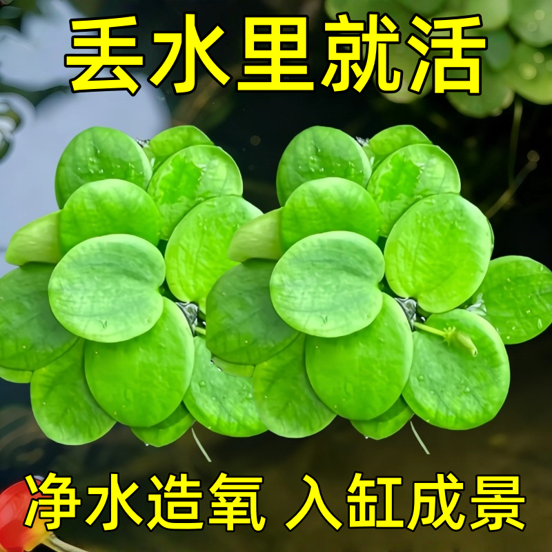 圆心萍浮萍水草植物鱼缸造景水培植物净化水质鱼虾龟缸漂浮水草,鲜花速递/花卉仿真/绿植园艺,红掌/凤梨/温室花卉,淘宝优惠券,粉丝福利购,淘宝优惠卷