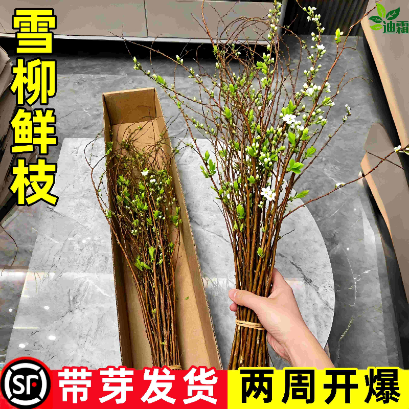 网红雪柳鲜枝干枝支插花水培植物鲜花卉室内盆栽绿植水养龙柳好活