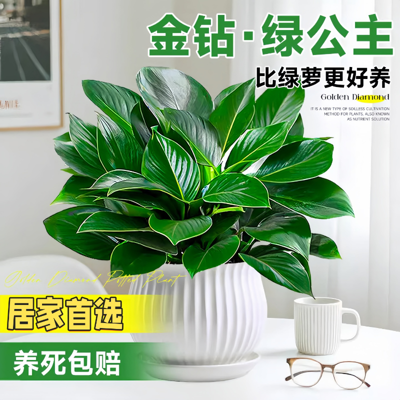 金钻盆栽绿萝箩水培植物室内好养花卉绿植多肉客厅新房