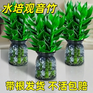 水培植物观音竹富贵竹带根花卉绿植室内盆栽竹子水养好养驱蚊客厅