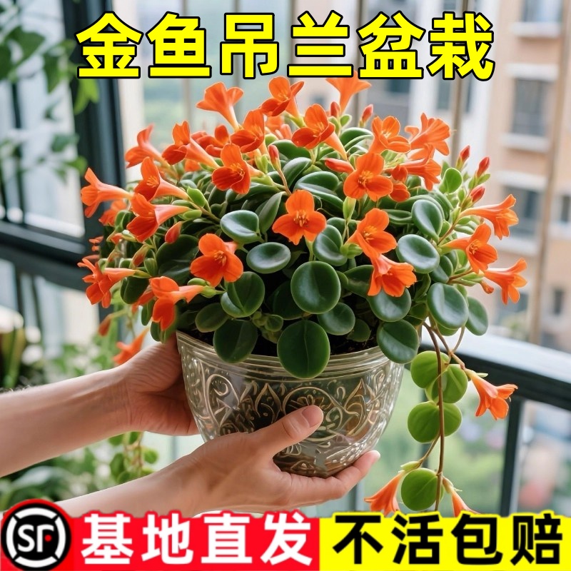 金鱼吊兰盆栽夏季观花植物金鱼花室内客厅观花植物豆瓣绿夏季常青