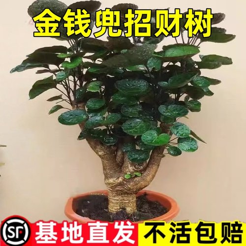 金钱树盆栽金钱兜树金钱桐福禄圆叶桐钱树钱多多发财树室内绿植