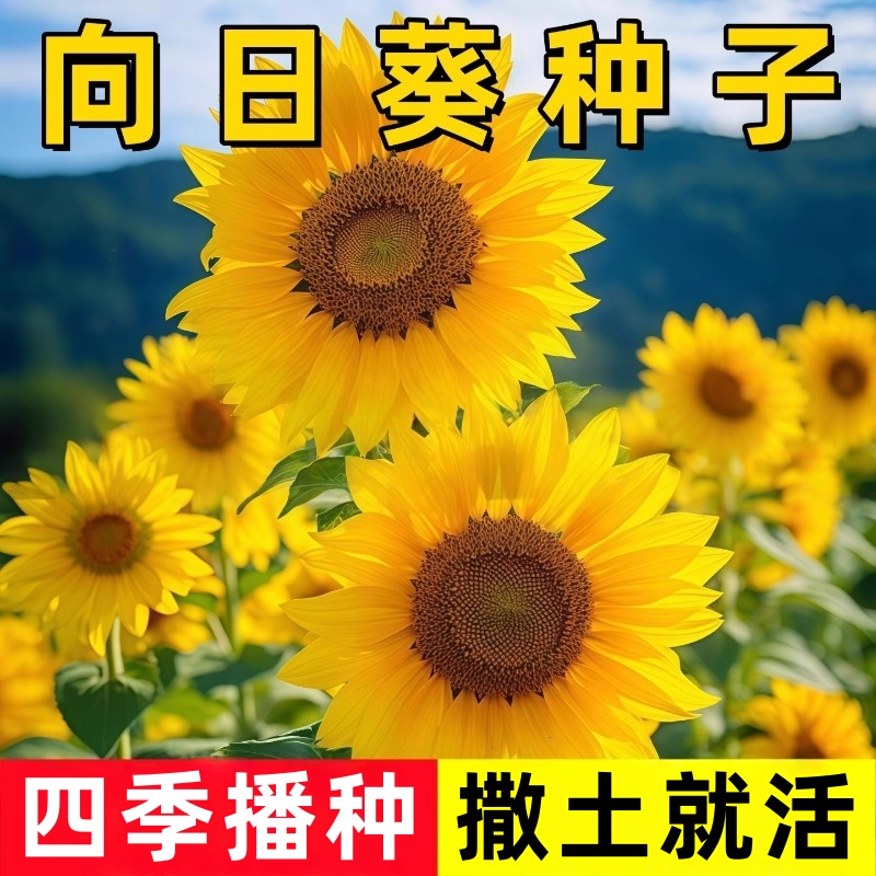 一举夺魁向日葵种孑高杆观赏盆栽苗花籽四季易活庭院食用葵花种子