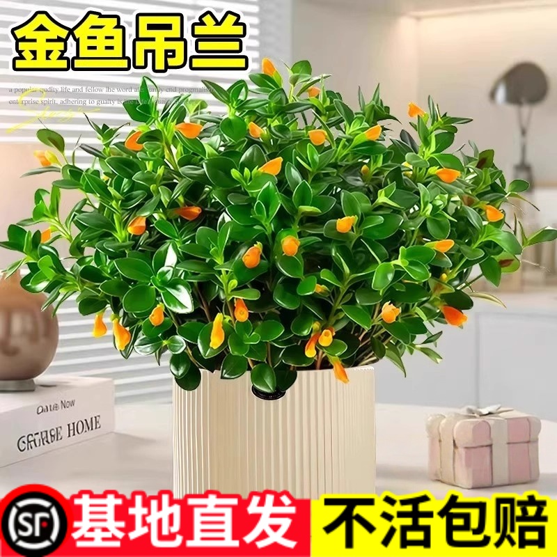 金鱼吊兰盆栽带花苞室内花卉绿植办公室桌面旺宅植物盆景四季好养