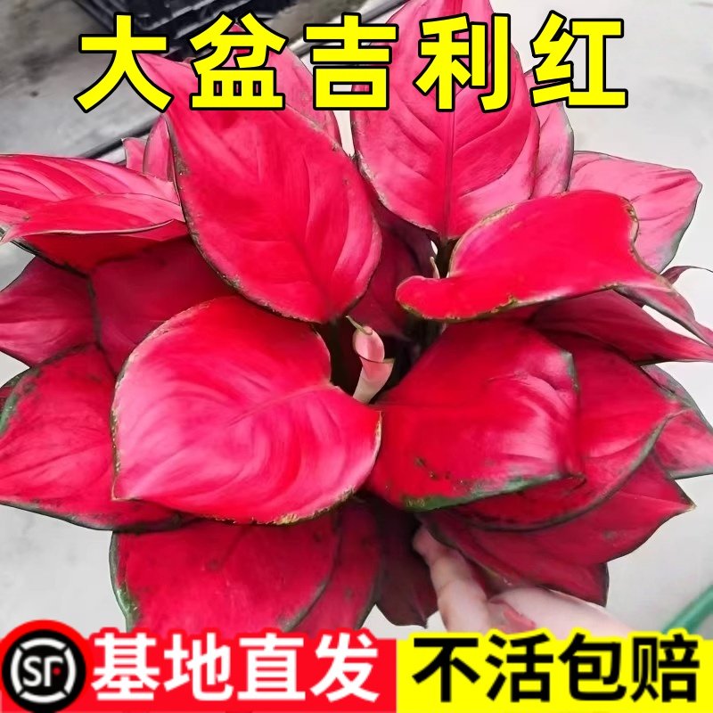 红如意吉利红室内旺宅好养桌面绿植盆栽观叶美观鲜活懒人植物清新,鲜花速递/花卉仿真/绿植园艺,红掌/凤梨/温室花卉,淘宝优惠券,粉丝福利购,淘宝优惠卷