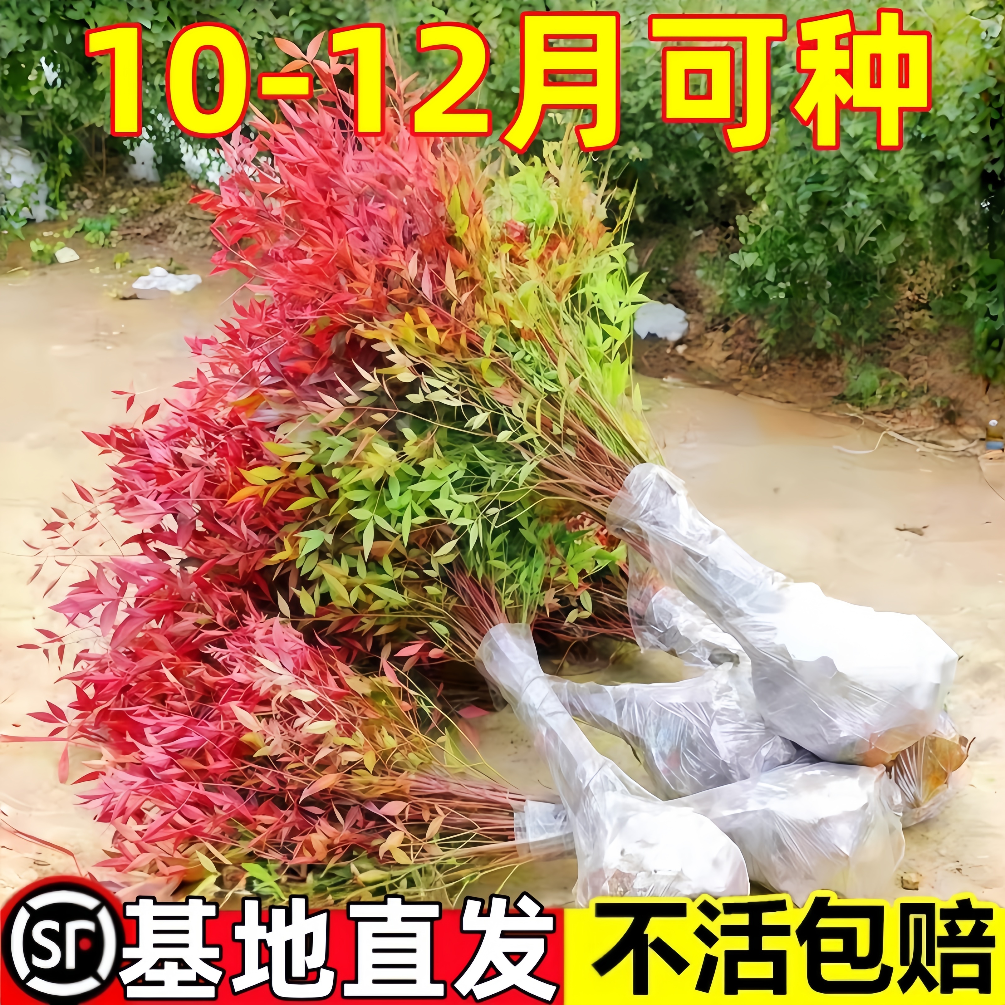 火焰南天竹盆栽客厅树苗室内植物盆景室外庭院耐寒竹子苗花卉绿植