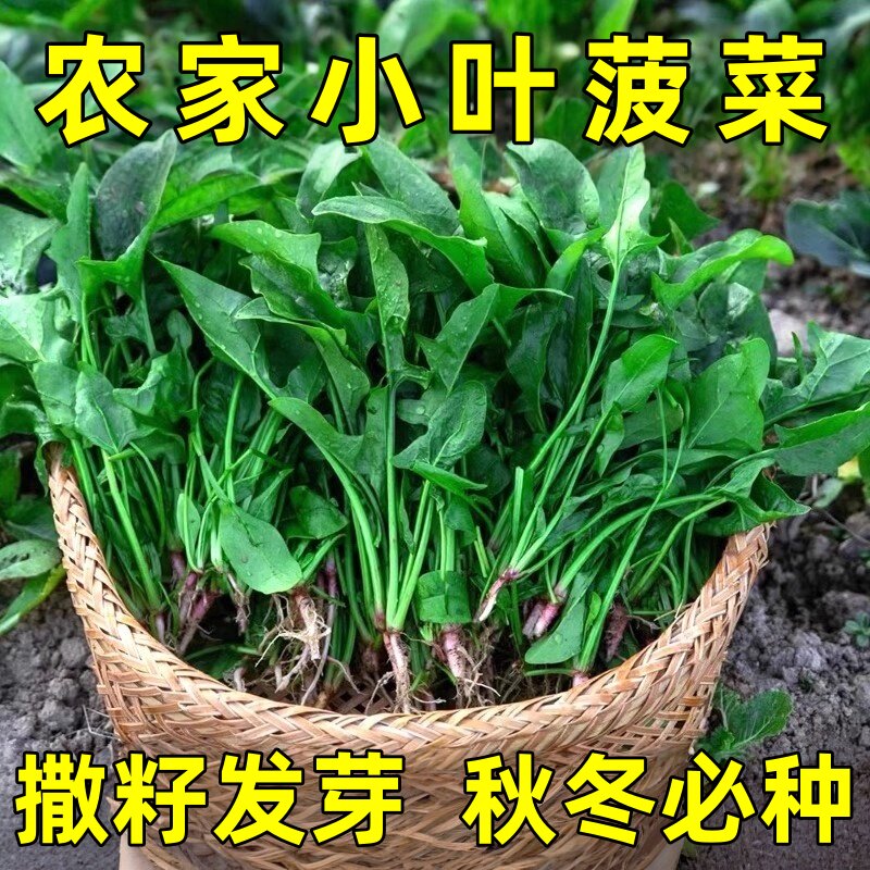 菠菜种子小叶菠菜本地土品种四季种植抗病高产蔬菜农家菜园速生菜