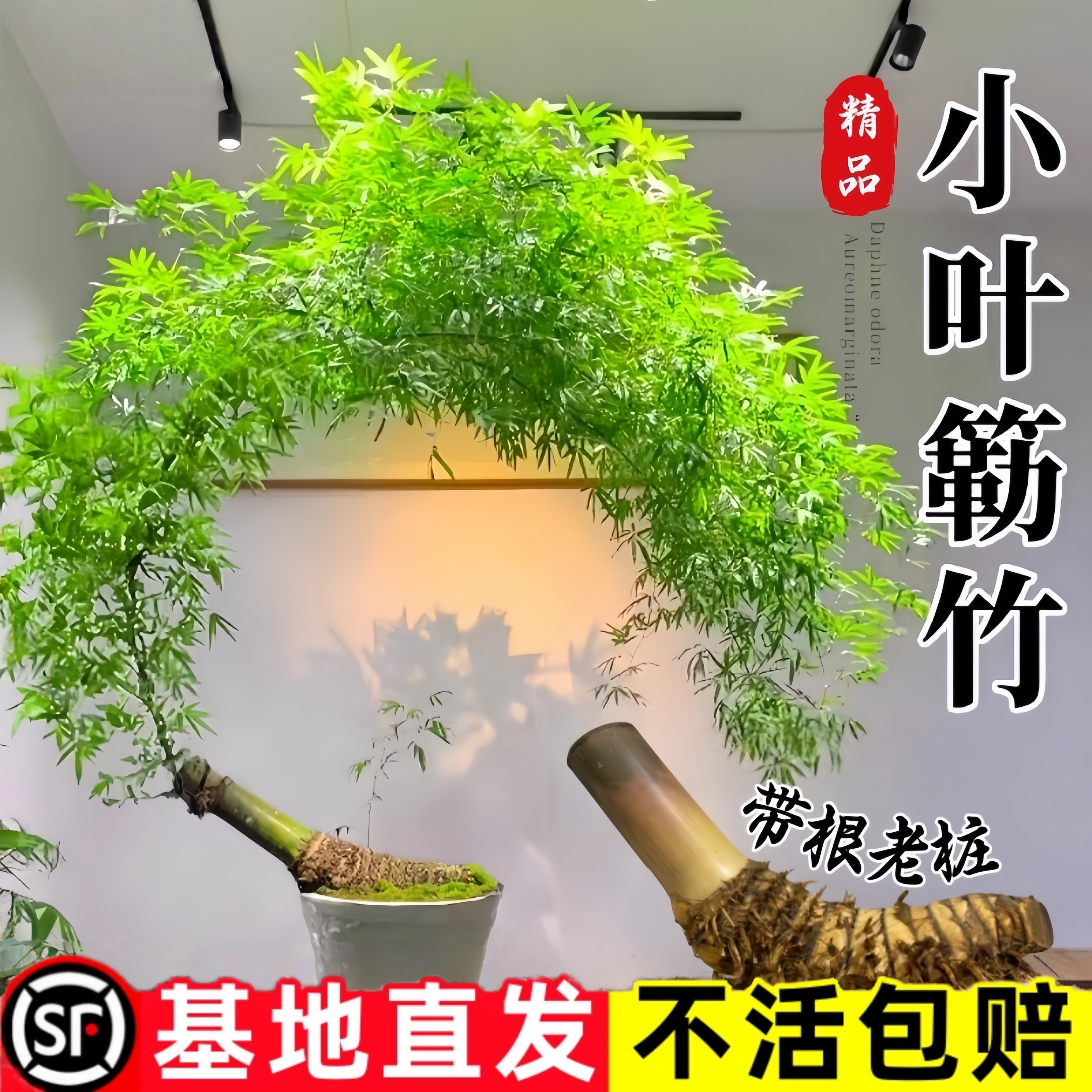 小叶簕竹成品盆景室内竹子盆栽老桩茶室桌禅意绿植办公室桌面植物