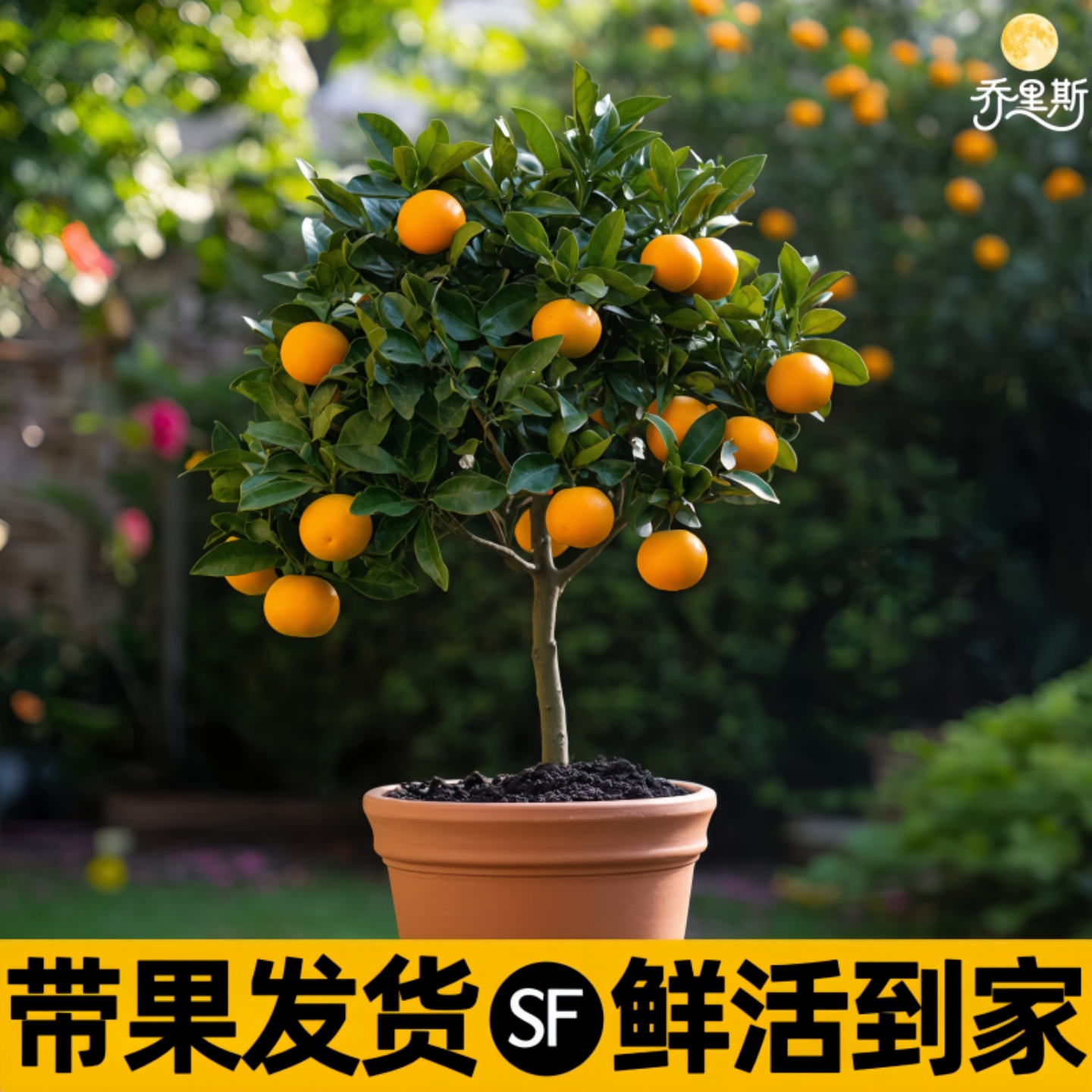 脆皮金桔带果发货盆栽树苗