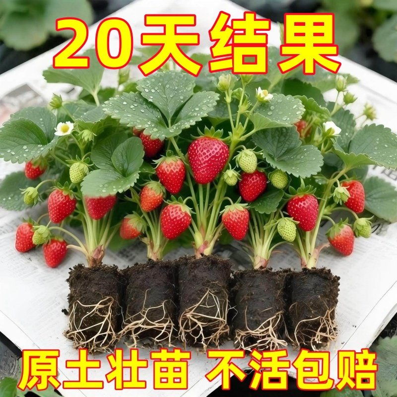 四季草莓苗秧奶油红颜草莓盆栽阳台种植四季结果新苗带土带花带果,鲜花速递/花卉仿真/绿植园艺,种苗/半成品盆栽,淘宝优惠券,粉丝福利购,淘宝优惠卷