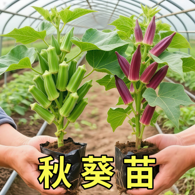 新鲜水果秋葵苗秧苗四季高产黄红秋葵种苗奶油秋葵大苗蔬菜苗带土