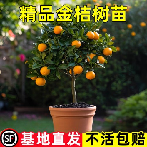 脆皮金桔带果发货盆栽树苗