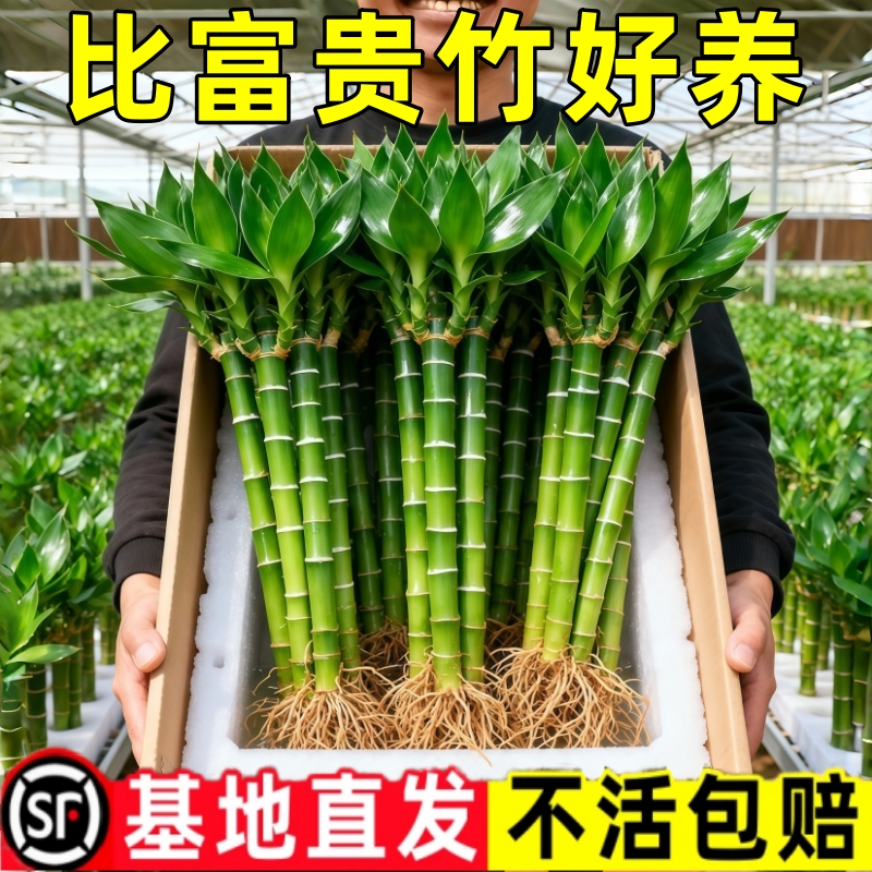 带根文昌竹龙竹观音竹转运竹富贵竹植物水养客厅室内盆栽水培绿植