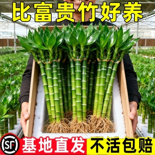 带根文昌竹龙竹观音竹转运竹富贵竹植物水养客厅室内盆栽水培绿植