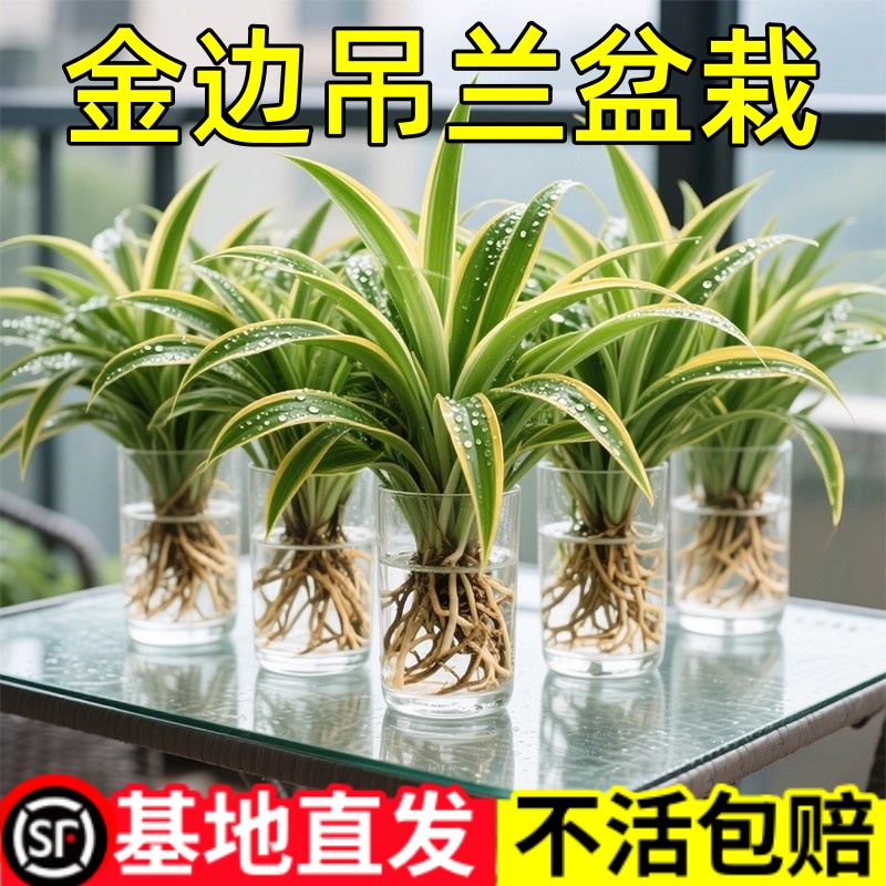 水培植物金边吊兰盆栽室内绿植花卉好养植物客厅桌面净化空气花草
