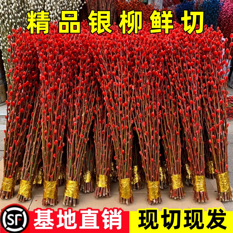 银柳真花鲜枝年宵花卉七多彩大红色银柳干花柳枝水养装饰招财1米2