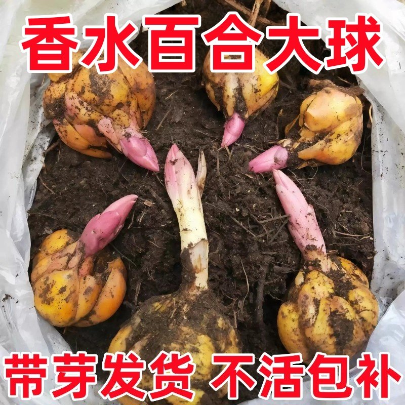 百合花种球进口香水百合多季开花好养花卉植物室内鲜花盆栽花种子,鲜花速递/花卉仿真/绿植园艺,种球/裸根,淘宝优惠券,粉丝福利购,淘宝优惠卷