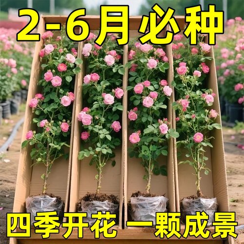 蔷薇花苗藤本月季大花浓香庭院爬藤植物花卉盆栽阳台玫瑰爬墙当年