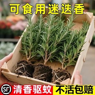 新鲜迷迭香可食用盆栽驱蚊香草植物带香味室内绿植净化空气吸