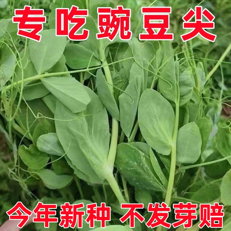 无须豌豆苗种子特大豌豆尖水培荷兰豆芽苗菜春秋冬四季播蔬菜种子