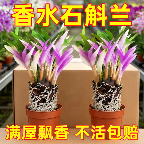 七彩香水石斛兰花四季开好养绿植浓香型石斛改善睡眠绿植净化空气
